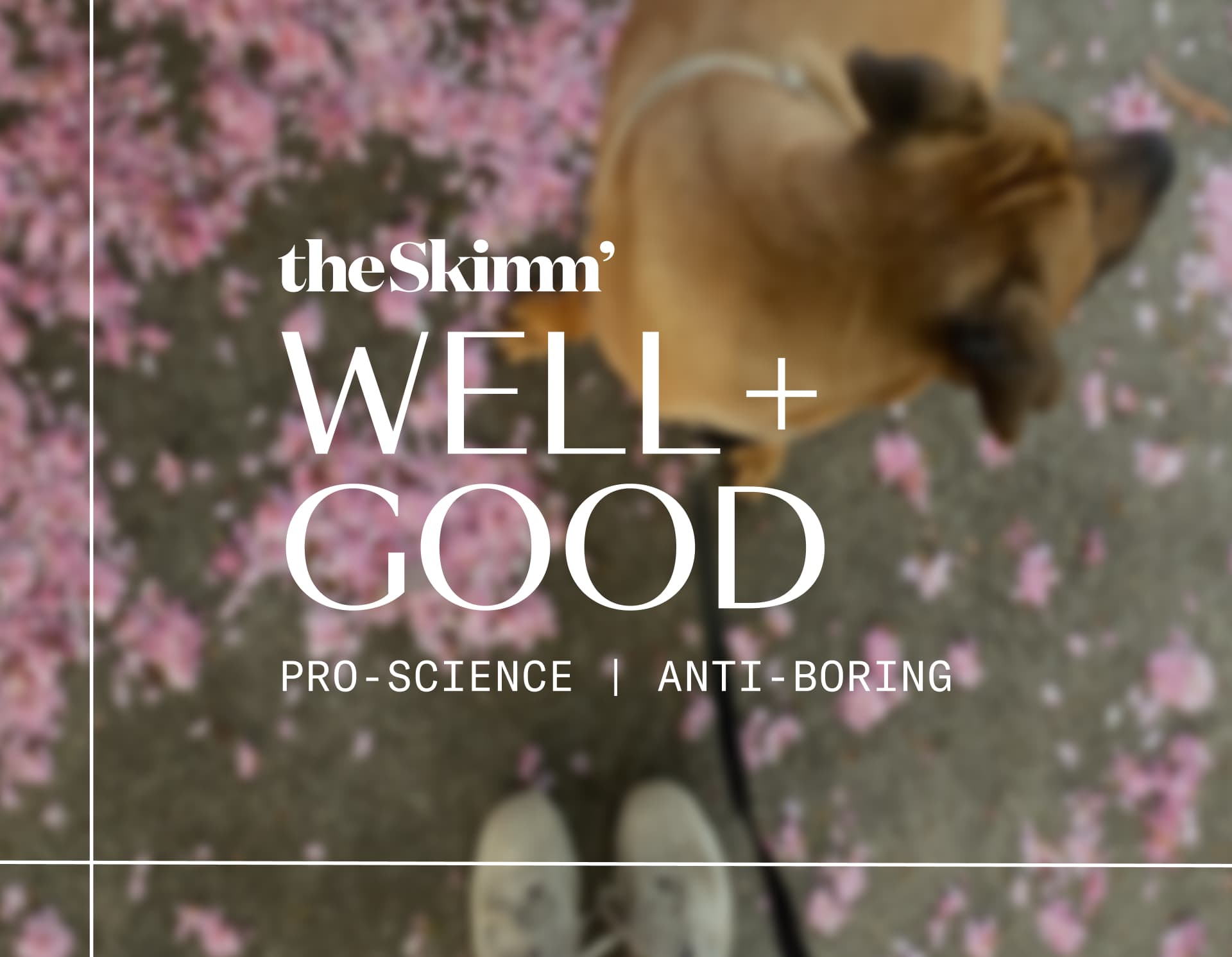 dog and cherry blossoms