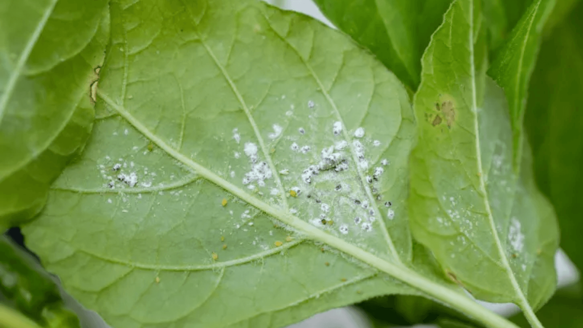 Mealybugs