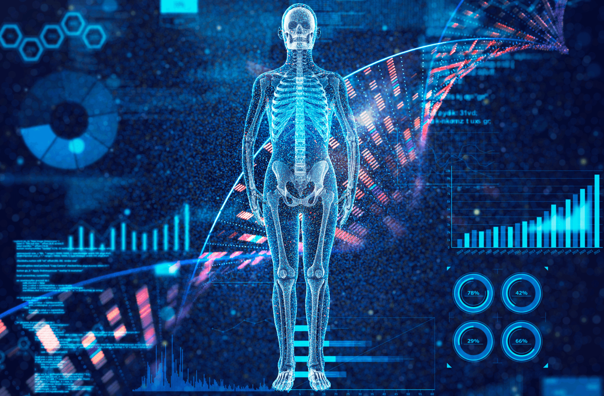 Human skeleton 