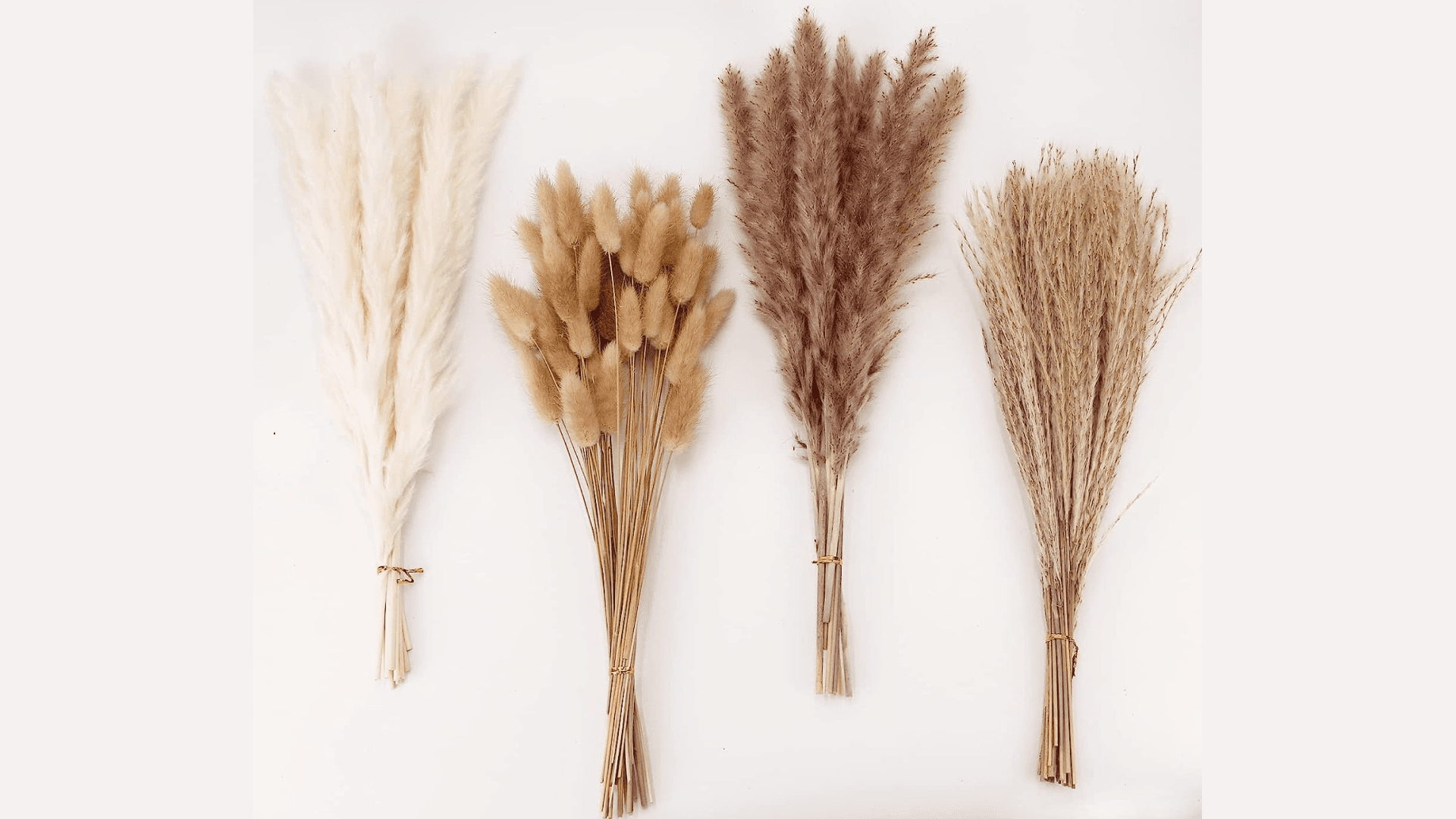 pampas-grass