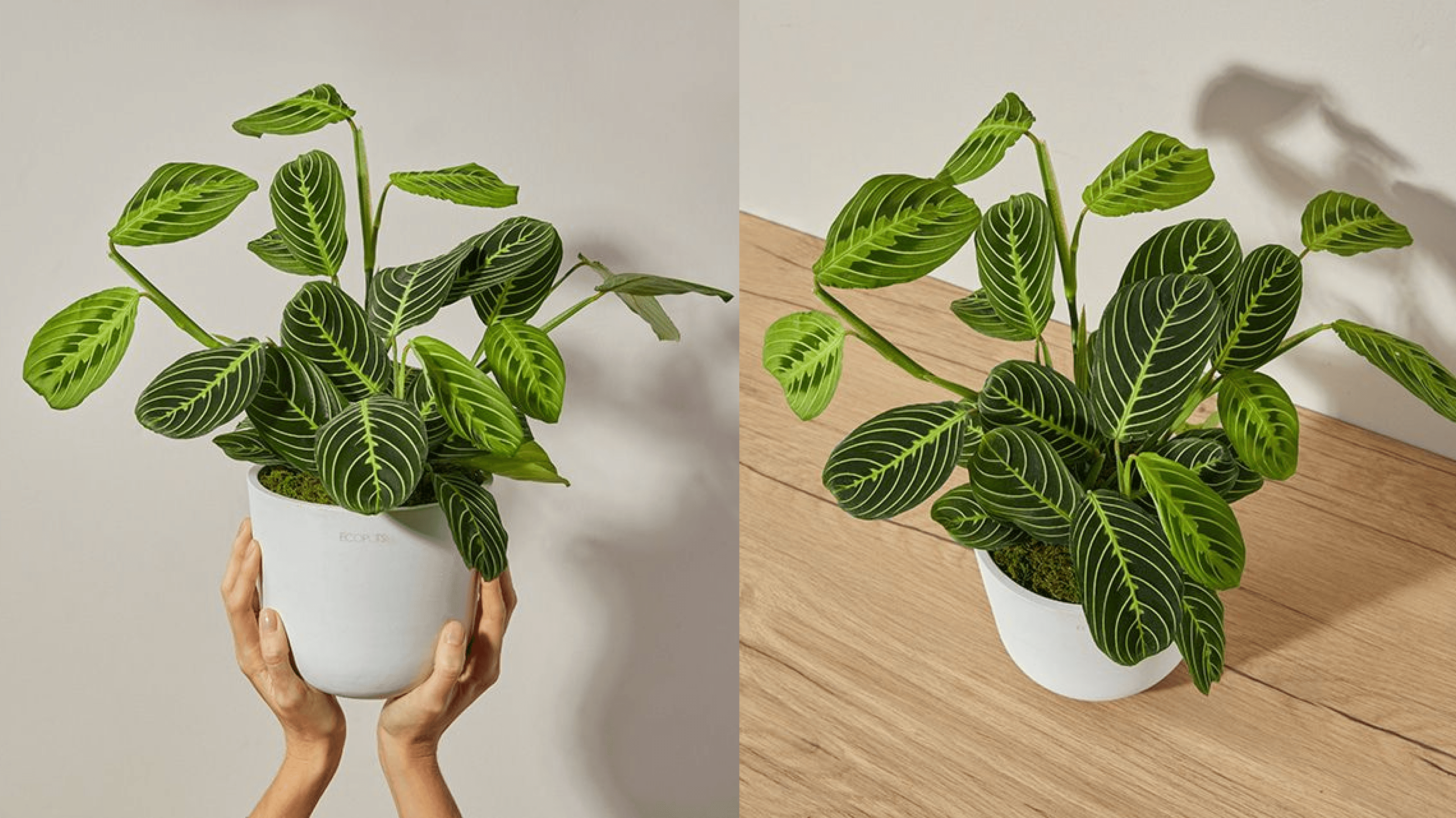 bouqs prayer plant