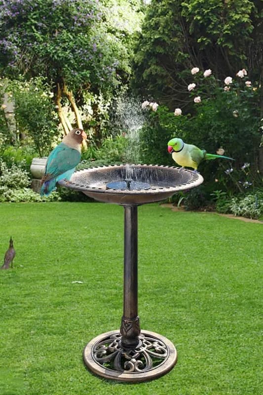 bird-bath
