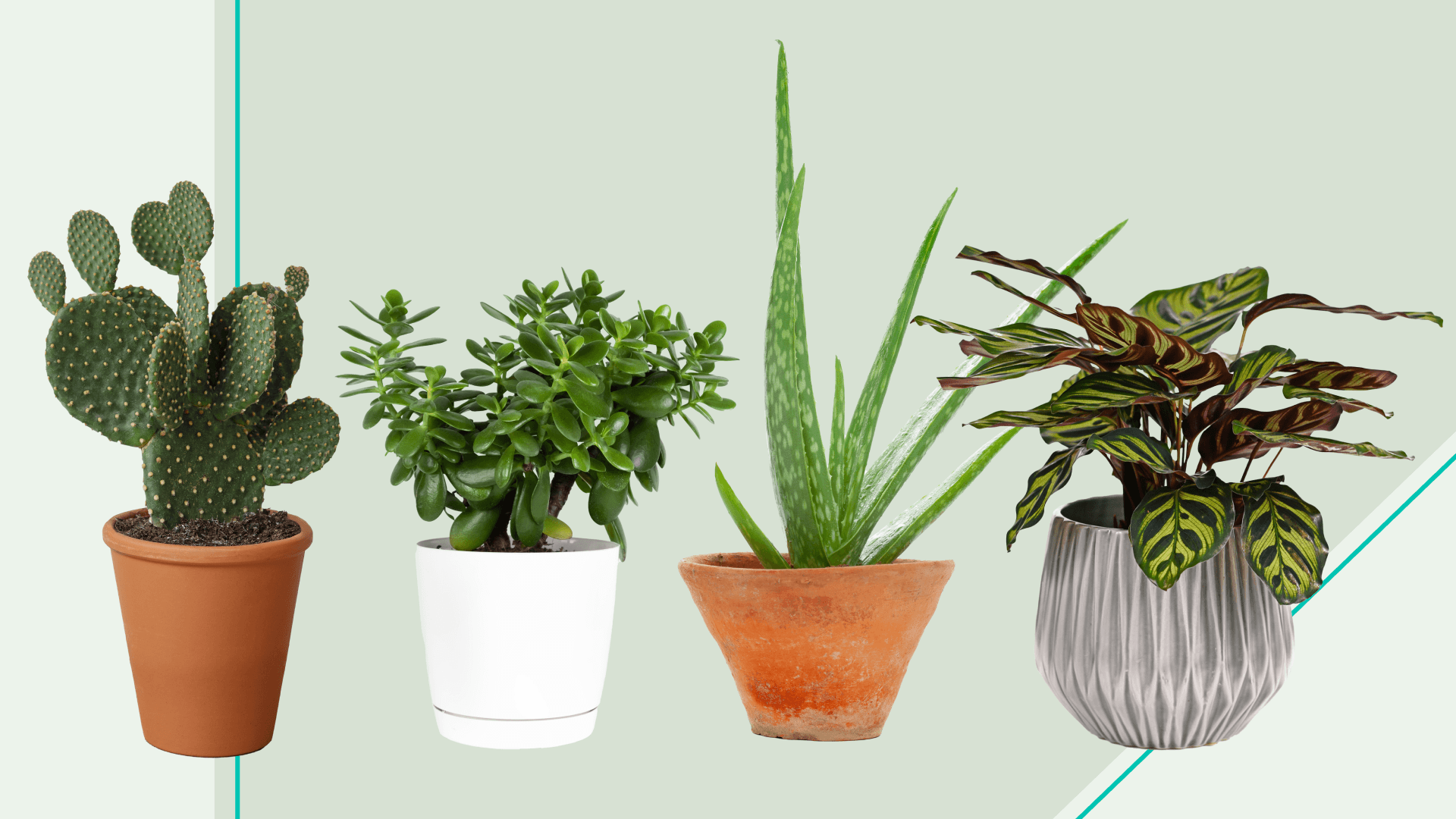 A Prickly Pear, Aloe Vera, Zebra Plant and Jade Plant