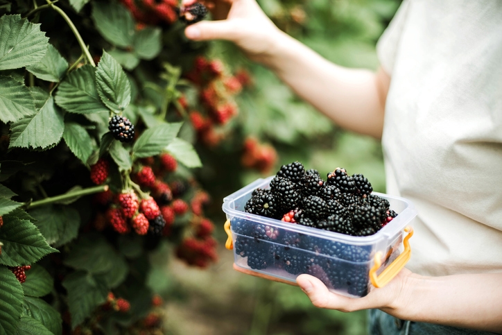 Featured image for Ripe Versus Unripe Fruits and Vegetables Offer Very Different Health Benefits—Here’s How They Compare