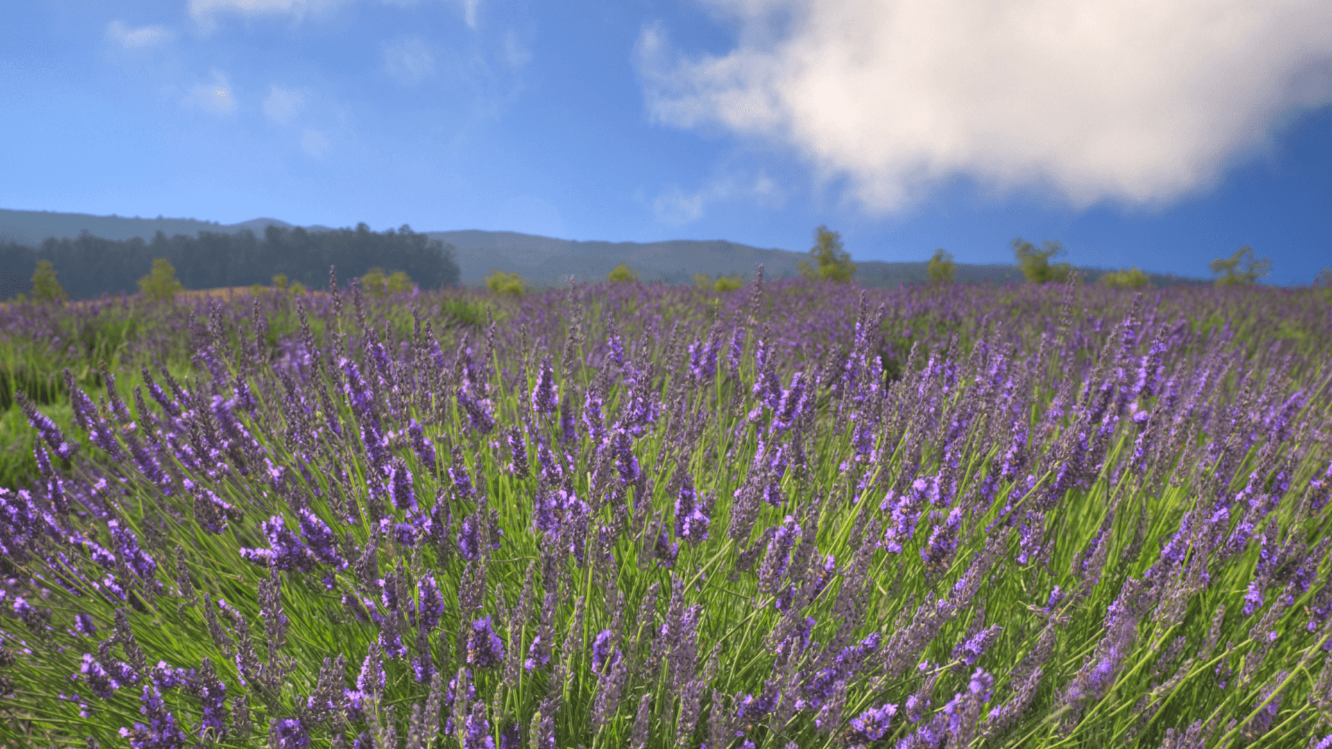 A lavender field