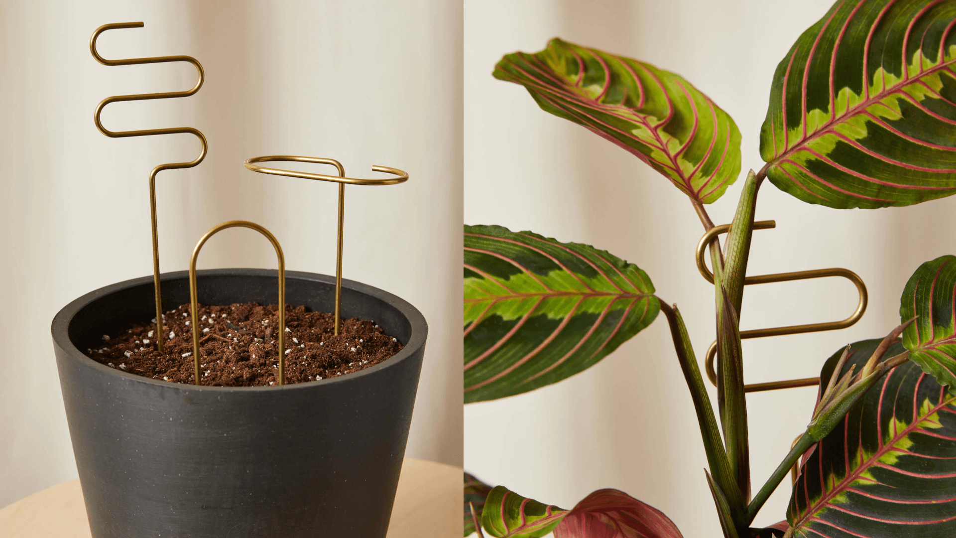 Plant sticks