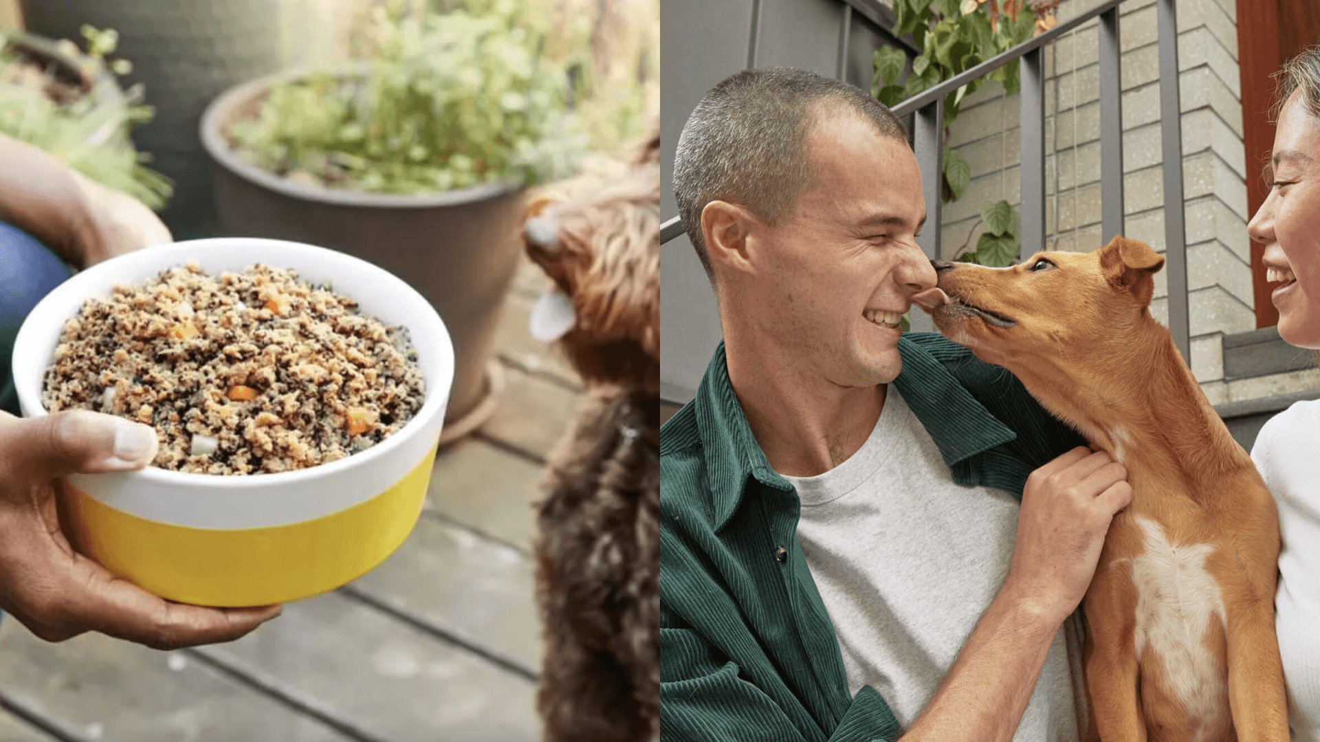 Pet Plate meal plan for pups