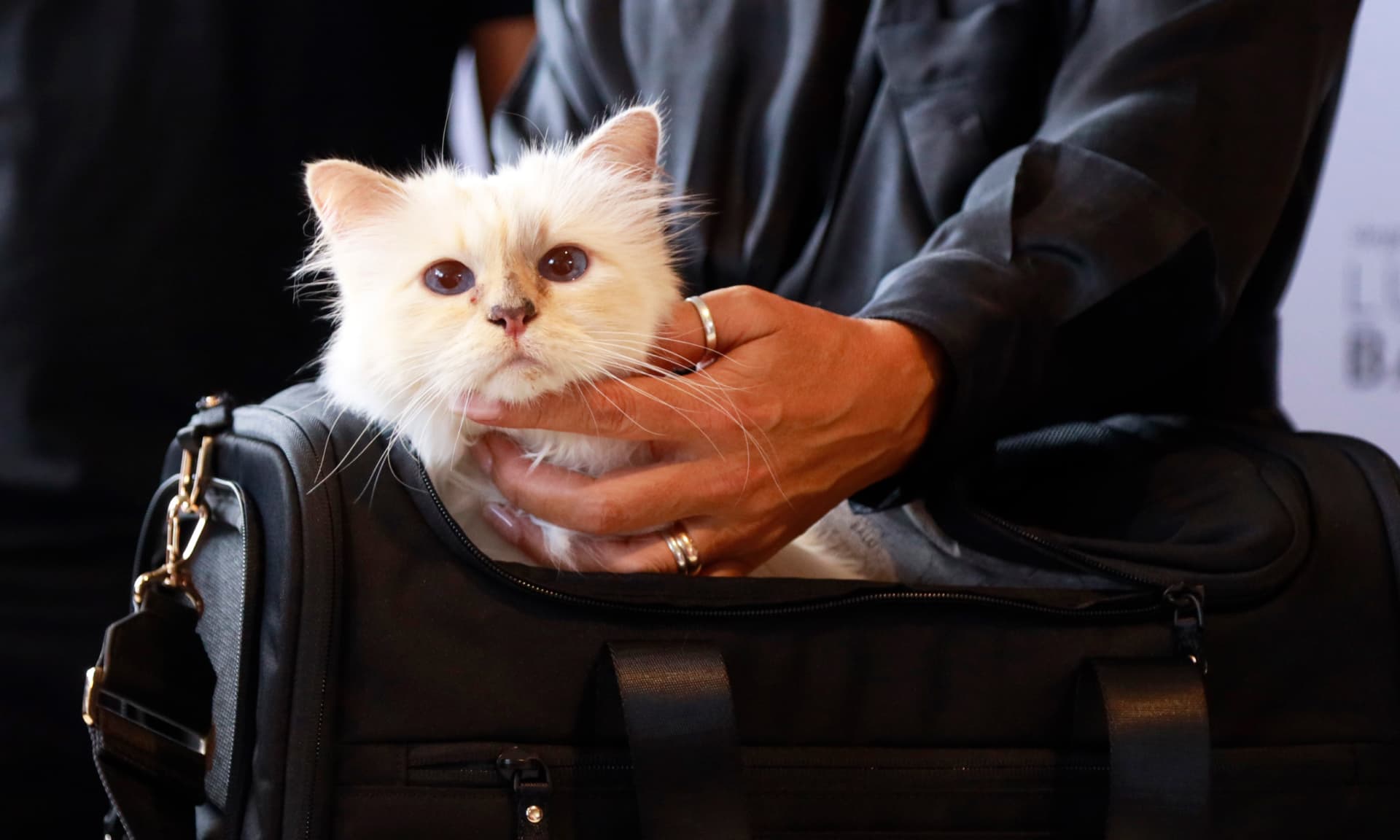 Choupette