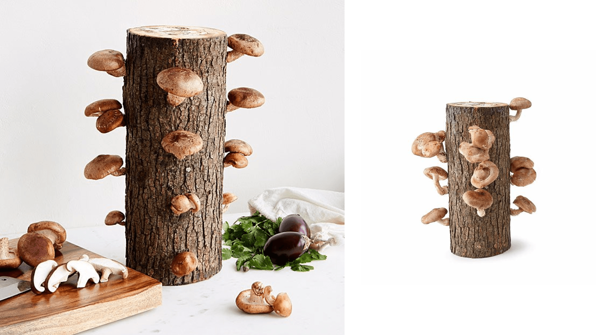 A mushroom-growing kit