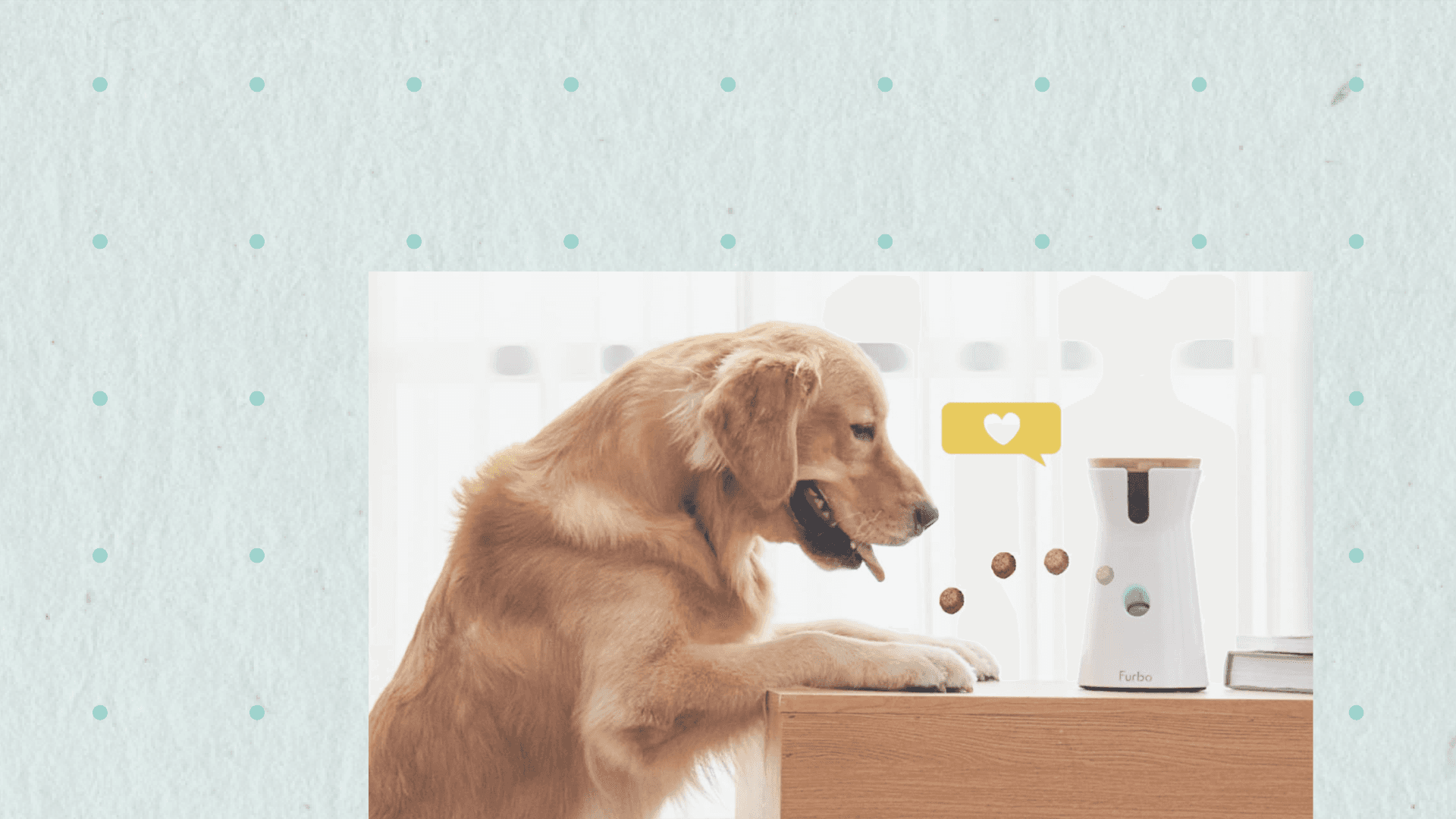 Golden retriever watching treats come out of Furbo