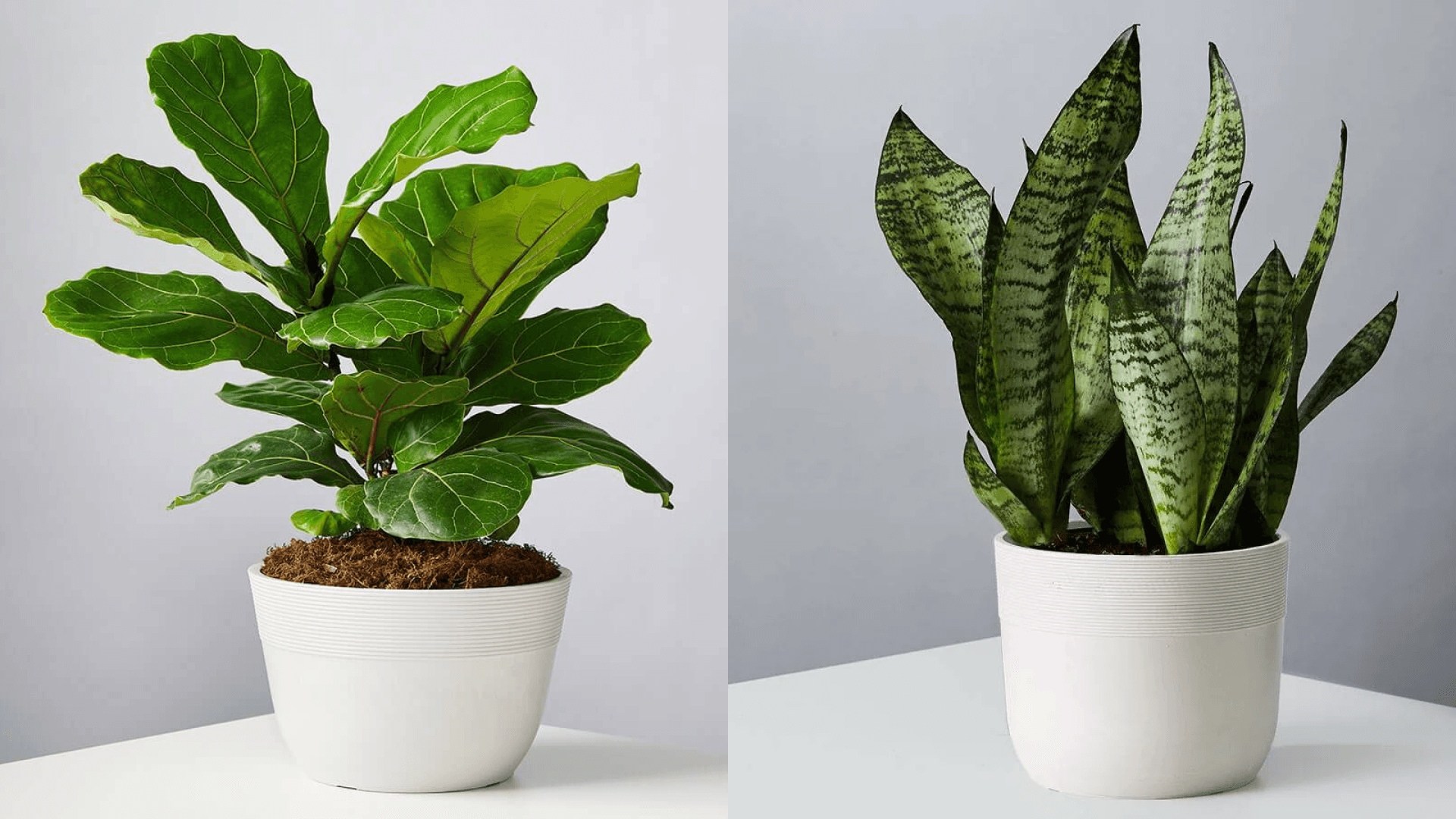 plant-sale