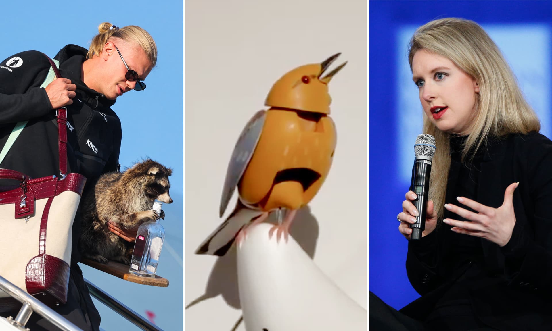 Erling Haaland, Kelly Clarkson's bird, and Elizabeth Holmes