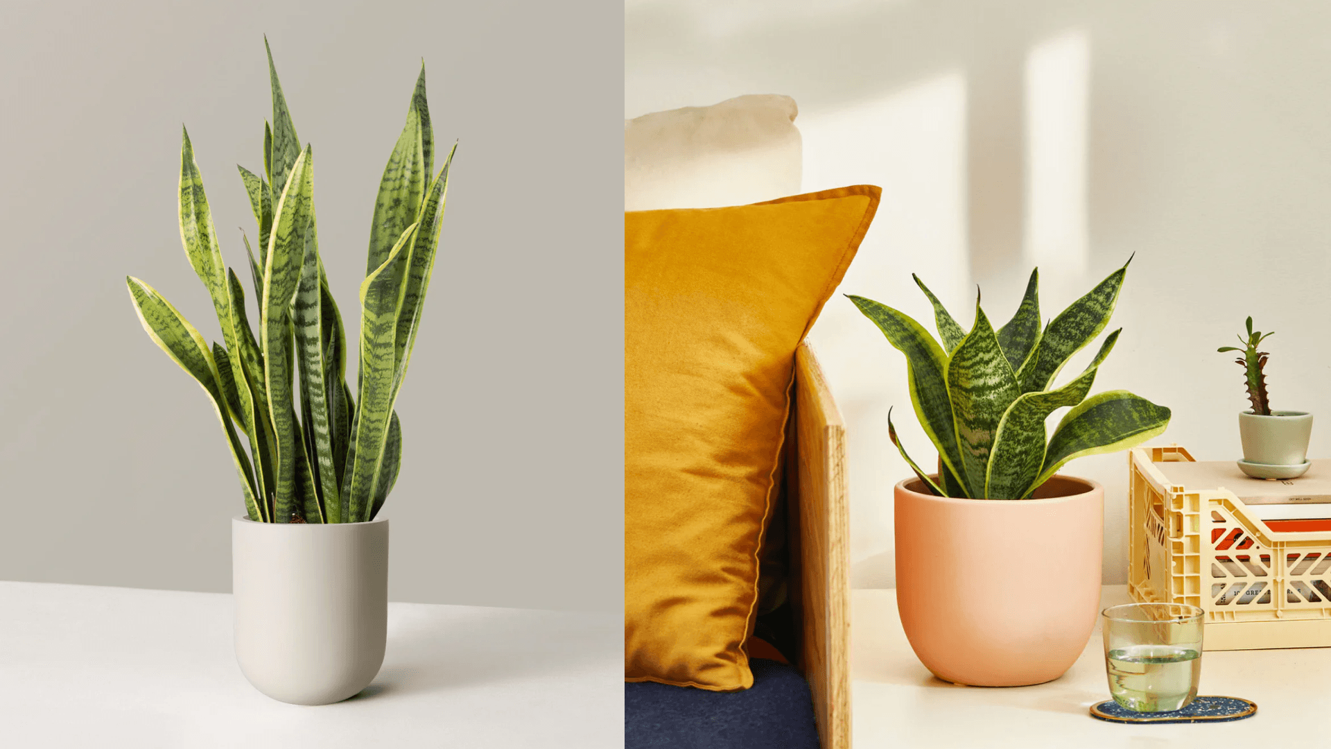 snake-plant