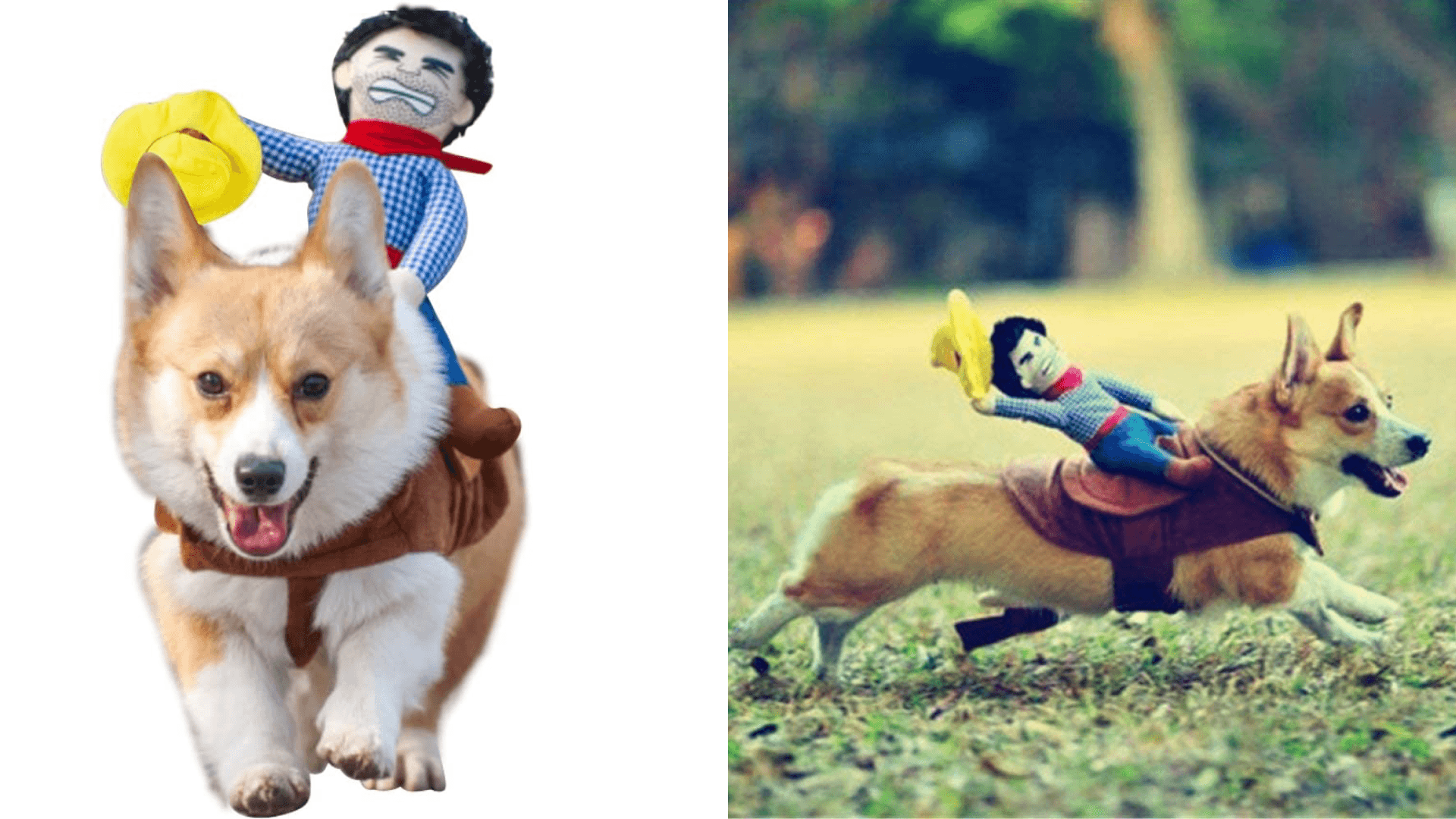 dog costumes