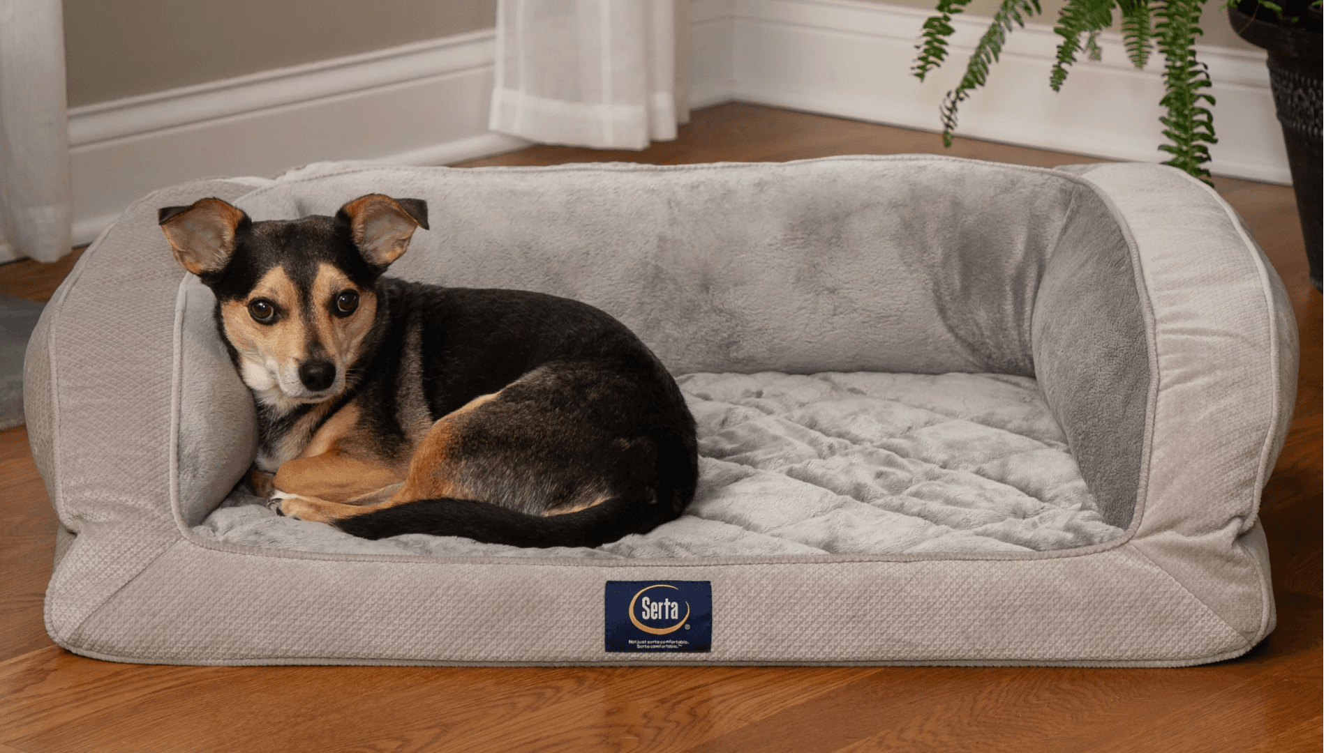 dog-bed