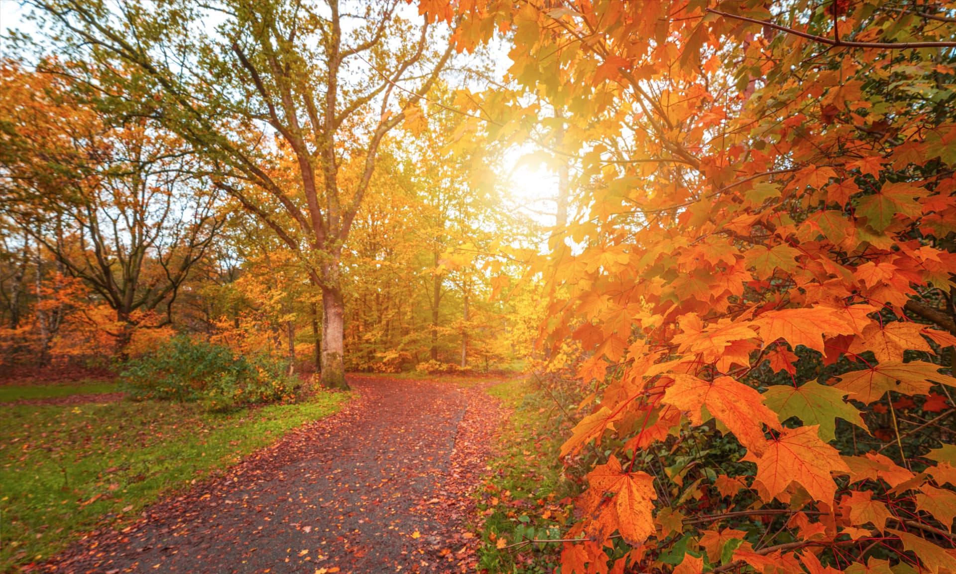 fall foliage