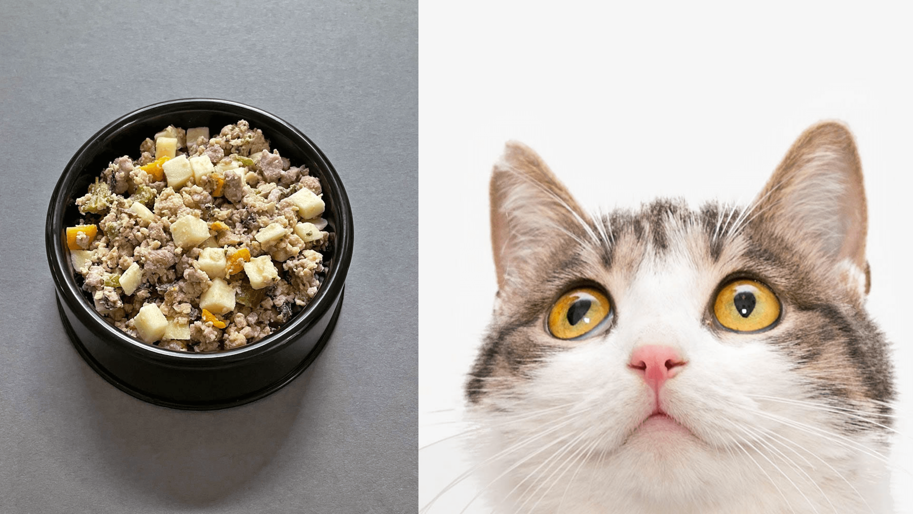 vet-created food subscription for dogs