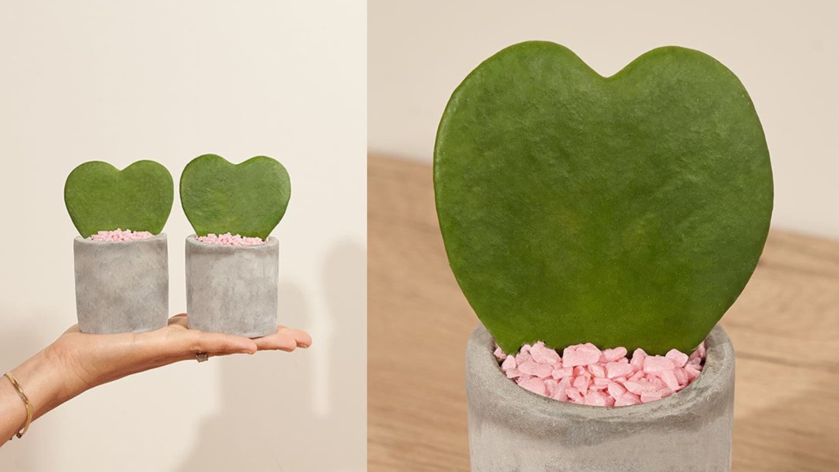 hoya plants